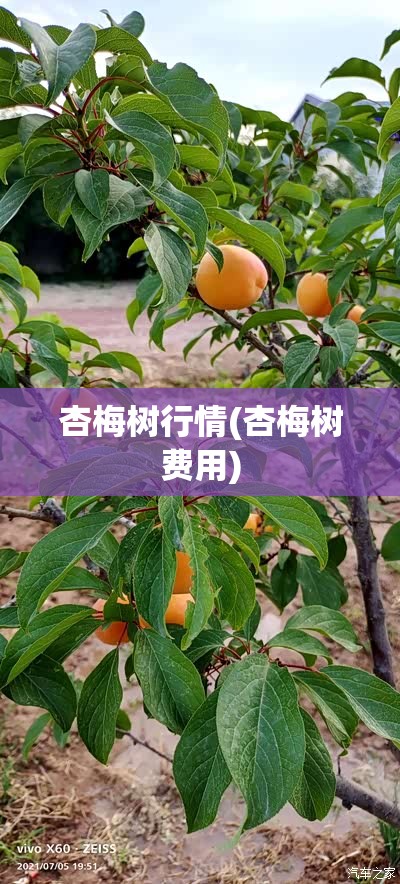 杏梅树行情(杏梅树费用)