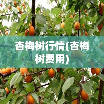 杏梅树行情(杏梅树费用)