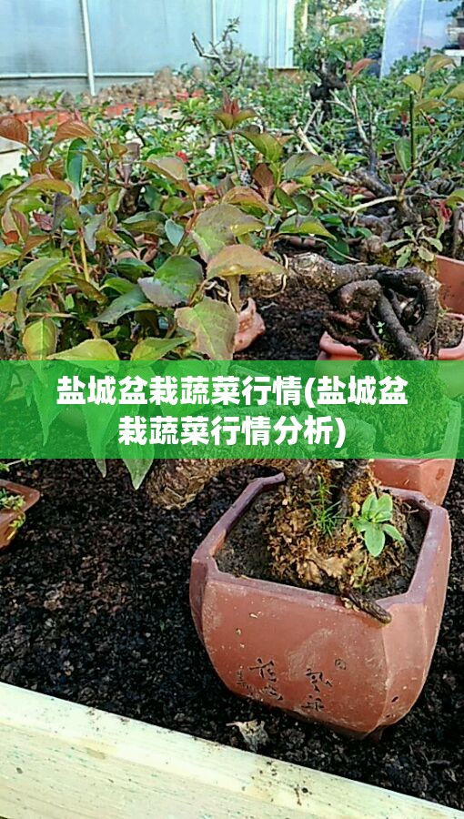 盐城盆栽蔬菜行情(盐城盆栽蔬菜行情分析)