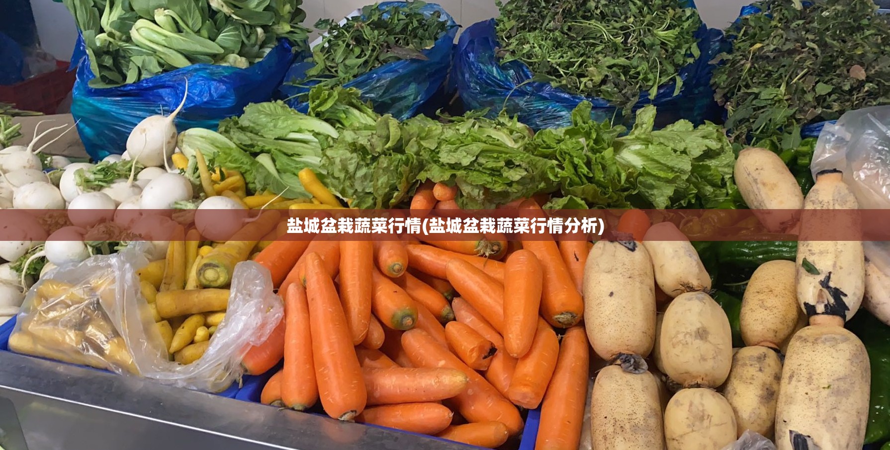 盐城盆栽蔬菜行情(盐城盆栽蔬菜行情分析)