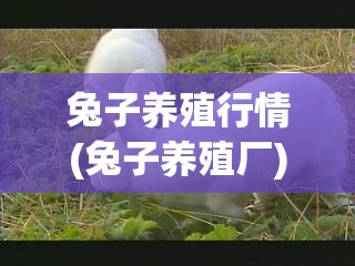 兔子养殖行情(兔子养殖厂) 兔子养殖行情(兔子养殖厂)