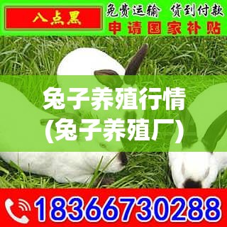 兔子养殖行情(兔子养殖厂) 兔子养殖行情(兔子养殖厂)