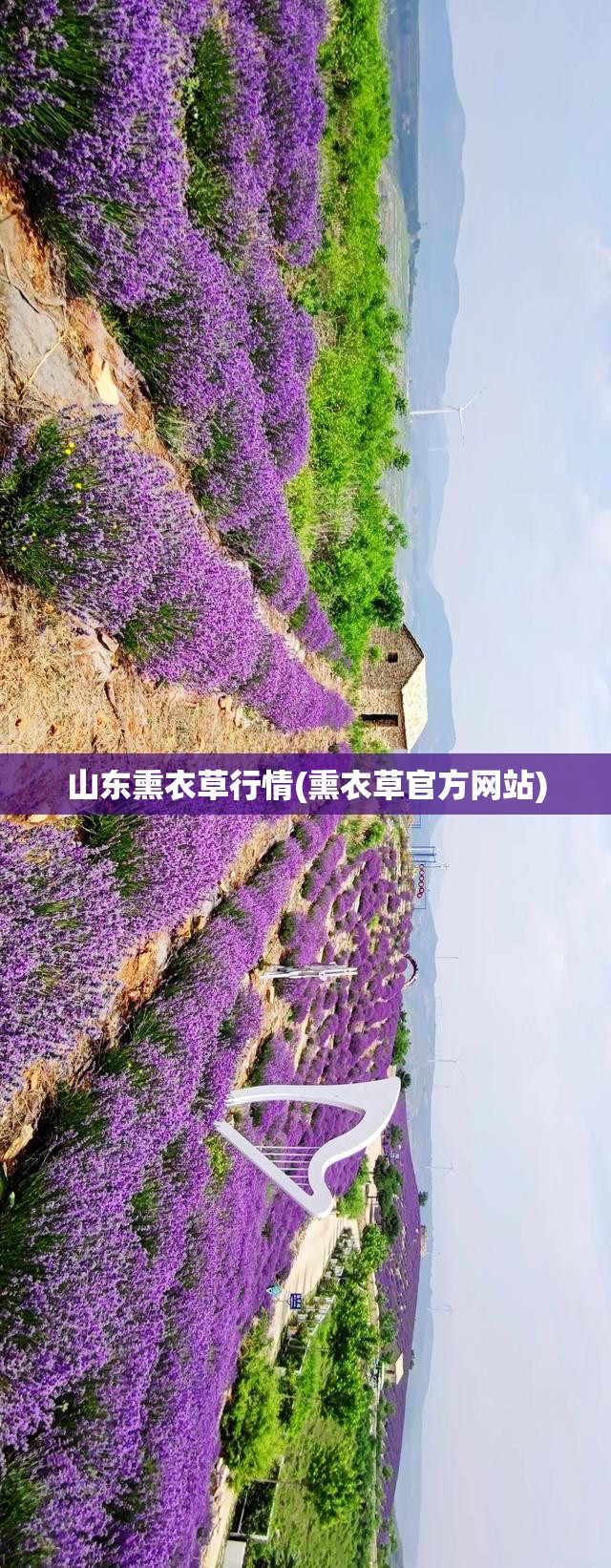 山东熏衣草行情(熏衣草官方网站) 山东熏衣草行情(熏衣草官方网站)