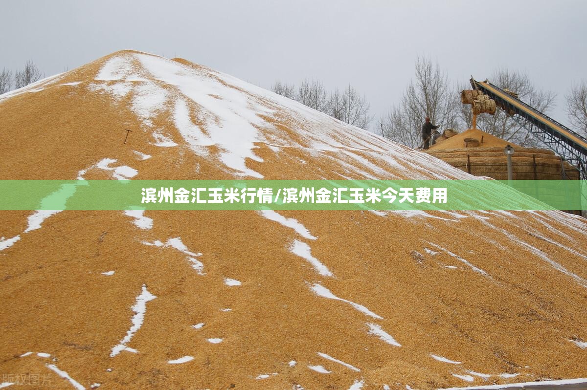 滨州金汇玉米行情/滨州金汇玉米今天费用 滨州金汇玉米行情/滨州金汇玉米今天费用