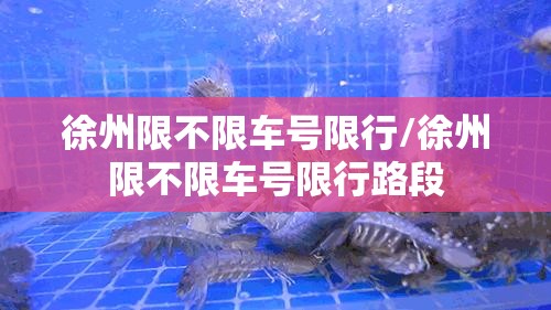 徐州限不限车号限行/徐州限不限车号限行路段