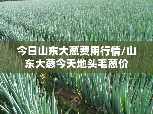 今日山东大葱费用行情/山东大葱今天地头毛葱价 今日山东大葱费用行情/山东大葱今天地头毛葱价