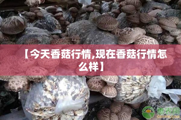 【今天香菇行情,现在香菇行情怎么样】