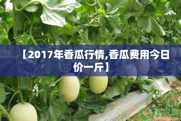 【2017年香瓜行情,香瓜费用今日价一斤】