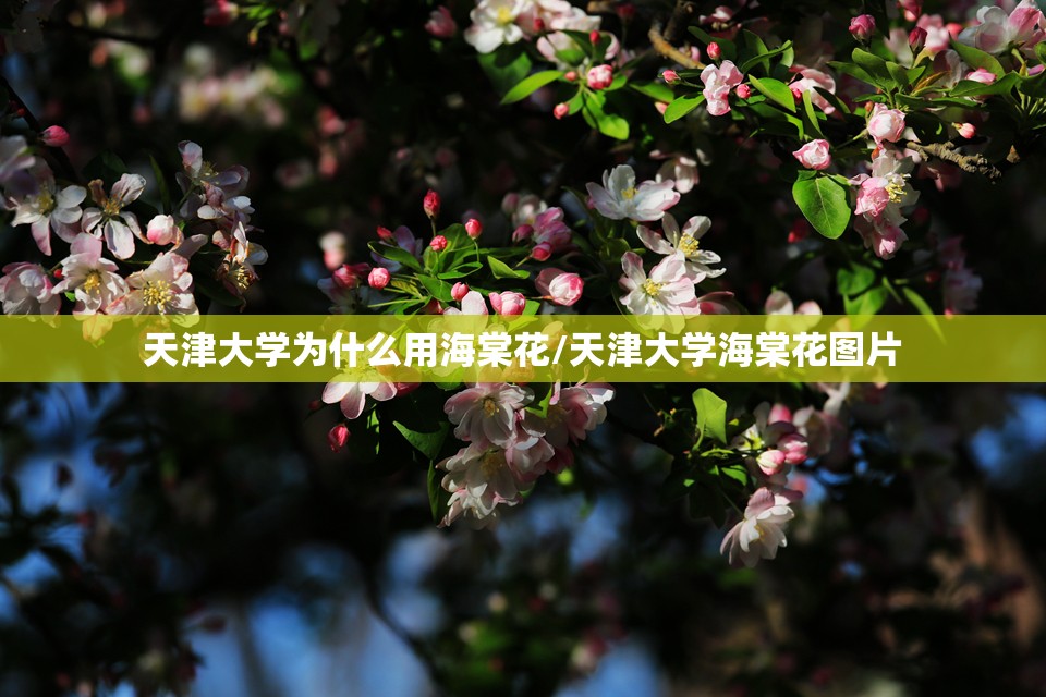 天津大学为什么用海棠花/天津大学海棠花图片