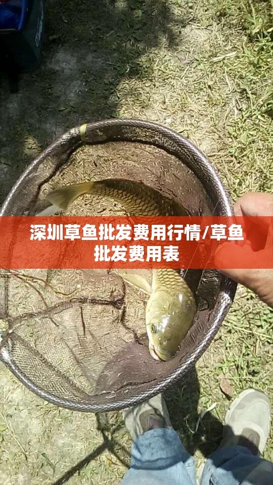 深圳草鱼批发费用行情/草鱼批发费用表
