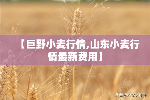 【巨野小麦行情,山东小麦行情最新费用】 【巨野小麦行情,山东小麦行情最新费用】