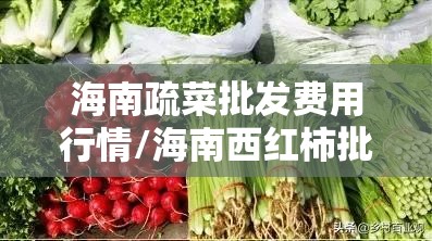 海南疏菜批发费用行情/海南西红柿批发10斤 海南疏菜批发费用行情/海南西红柿批发10斤