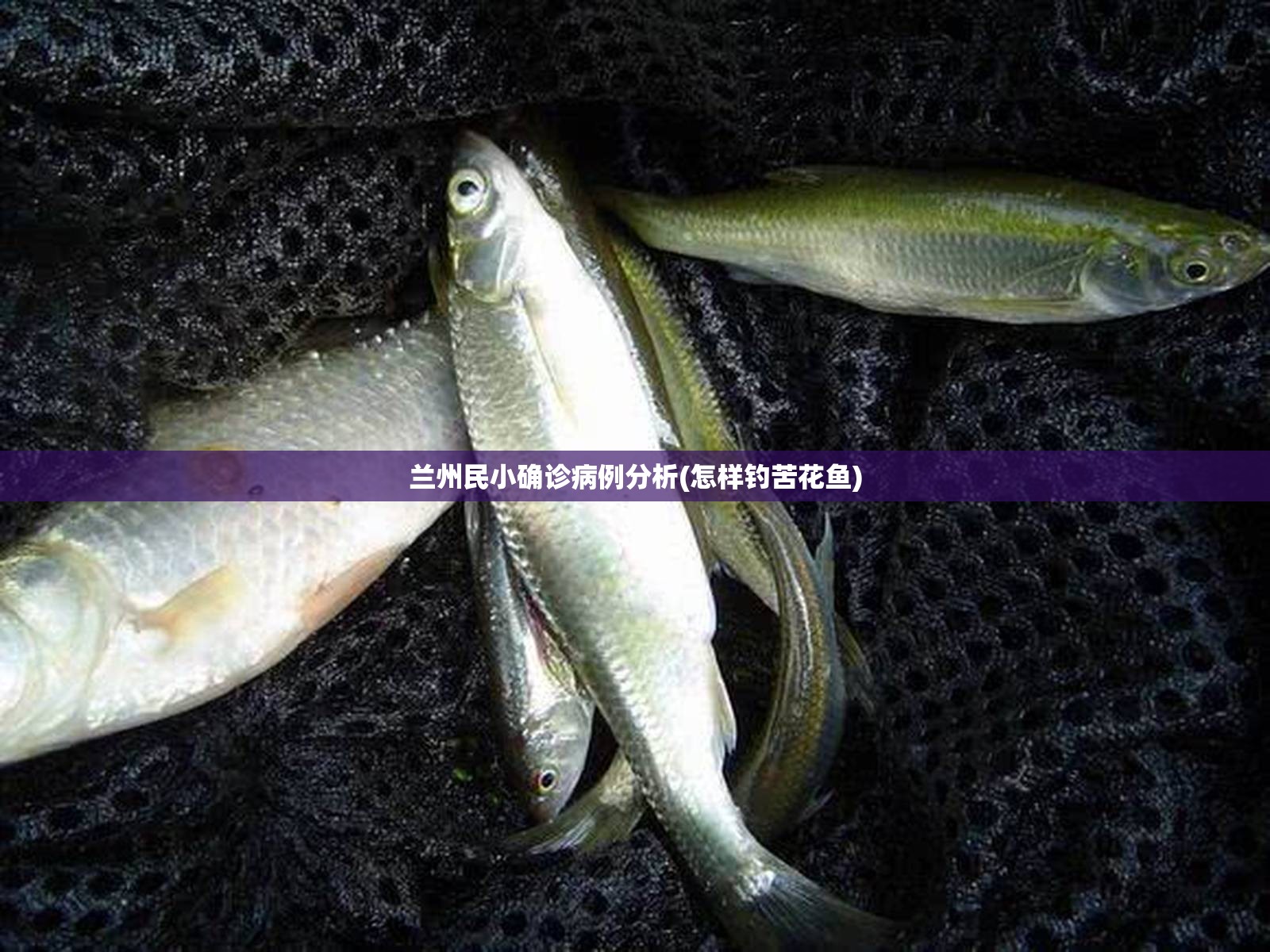 兰州民小确诊病例分析(怎样钓苦花鱼) 兰州民小确诊病例分析(怎样钓苦花鱼)