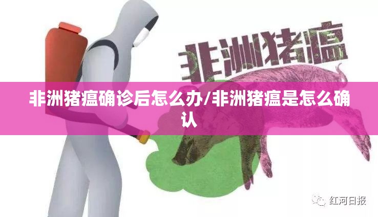 非洲猪瘟确诊后怎么办/非洲猪瘟是怎么确认