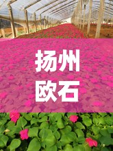 扬州欧石竹行情(江苏欧石竹基地) 扬州欧石竹行情(江苏欧石竹基地)