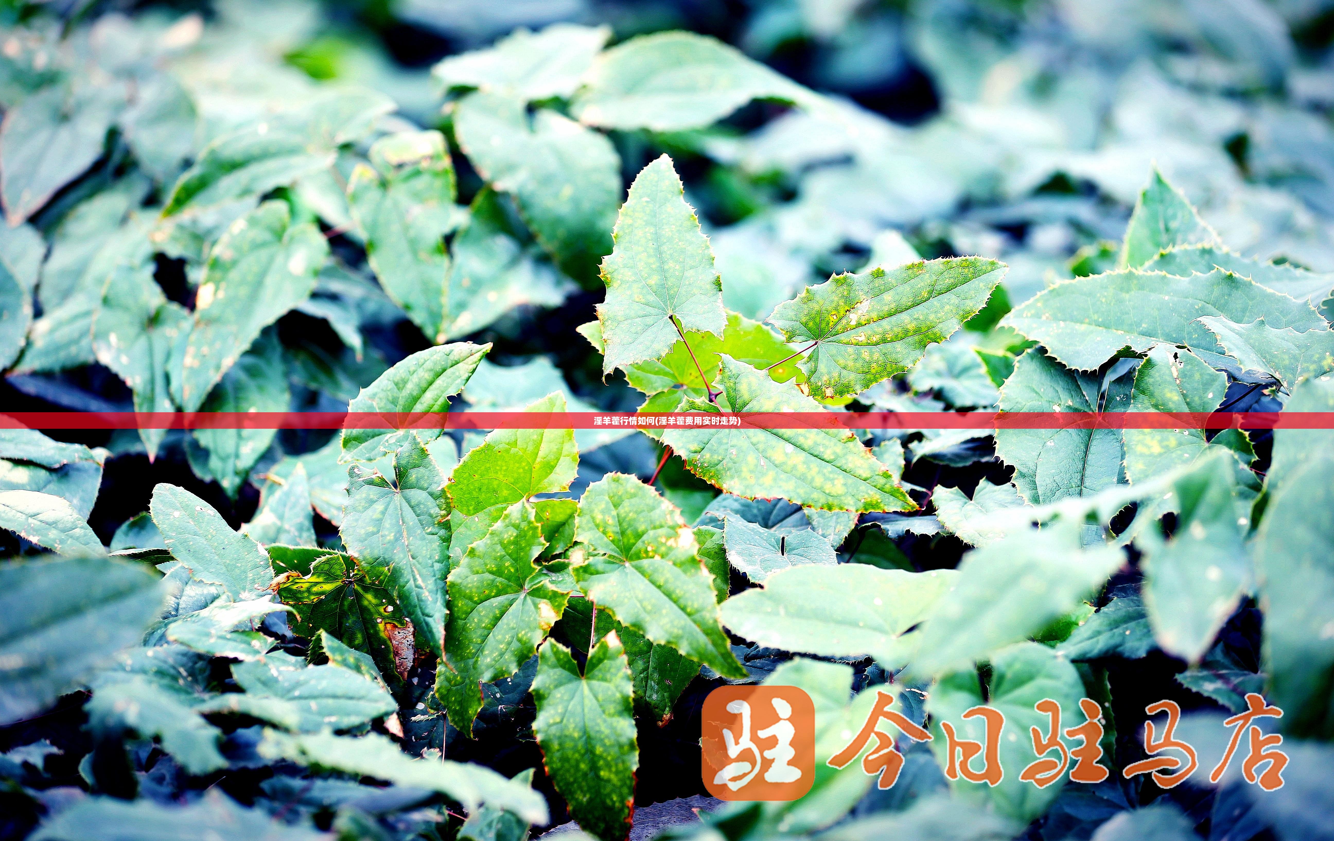 淫羊藿行情如何(淫羊藿费用实时走势)