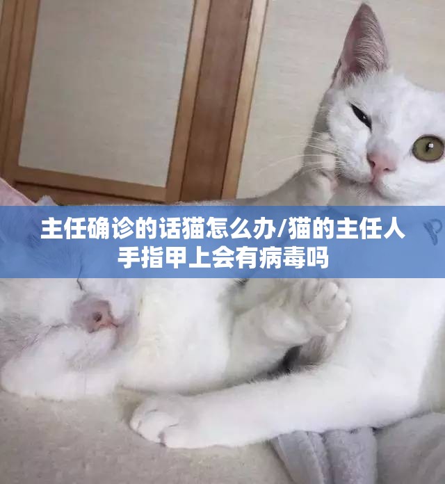 主任确诊的话猫怎么办/猫的主任人手指甲上会有病毒吗