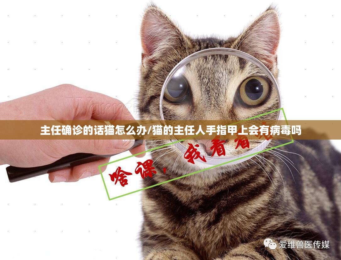 主任确诊的话猫怎么办/猫的主任人手指甲上会有病毒吗