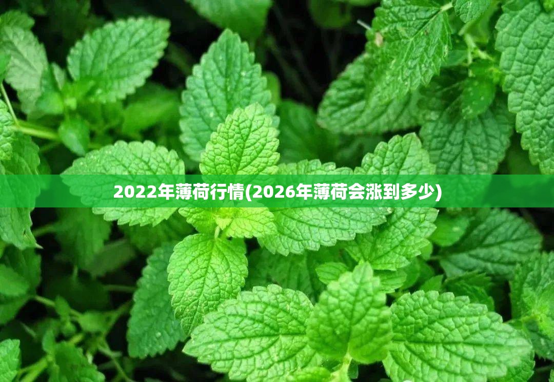 2022年薄荷行情(2026年薄荷会涨到多少)