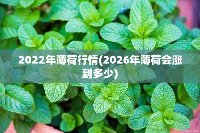 2022年薄荷行情(2026年薄荷会涨到多少)