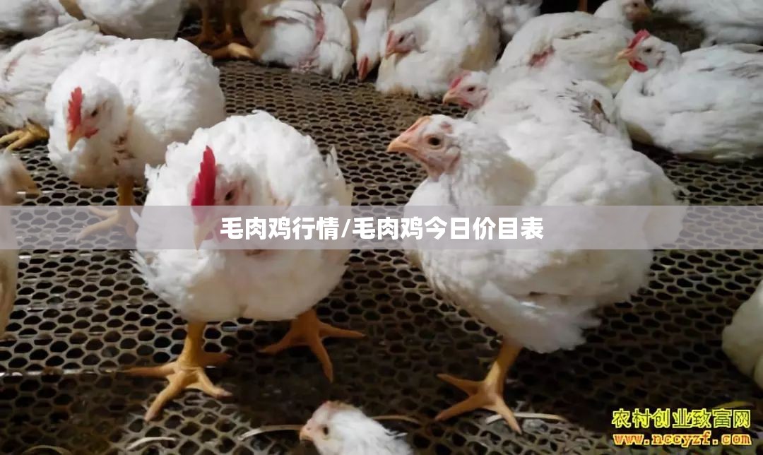 毛肉鸡行情/毛肉鸡今日价目表