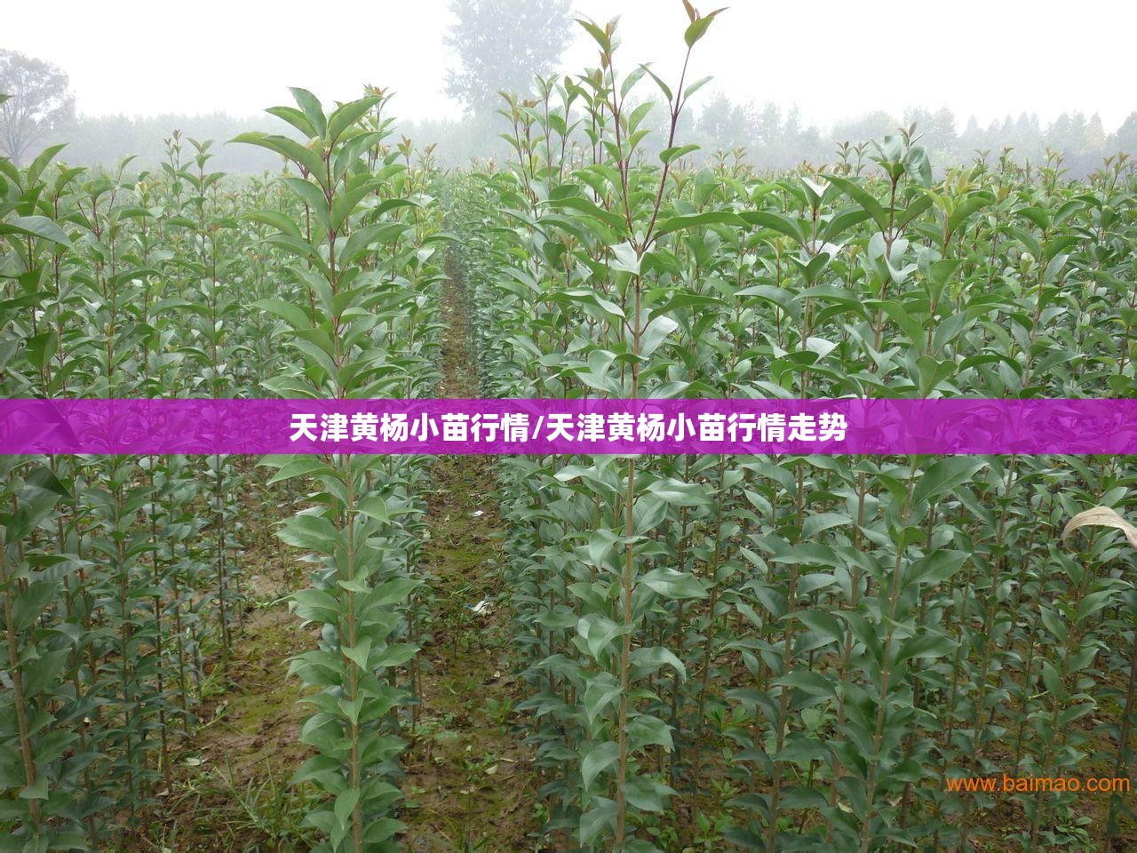 天津黄杨小苗行情/天津黄杨小苗行情走势