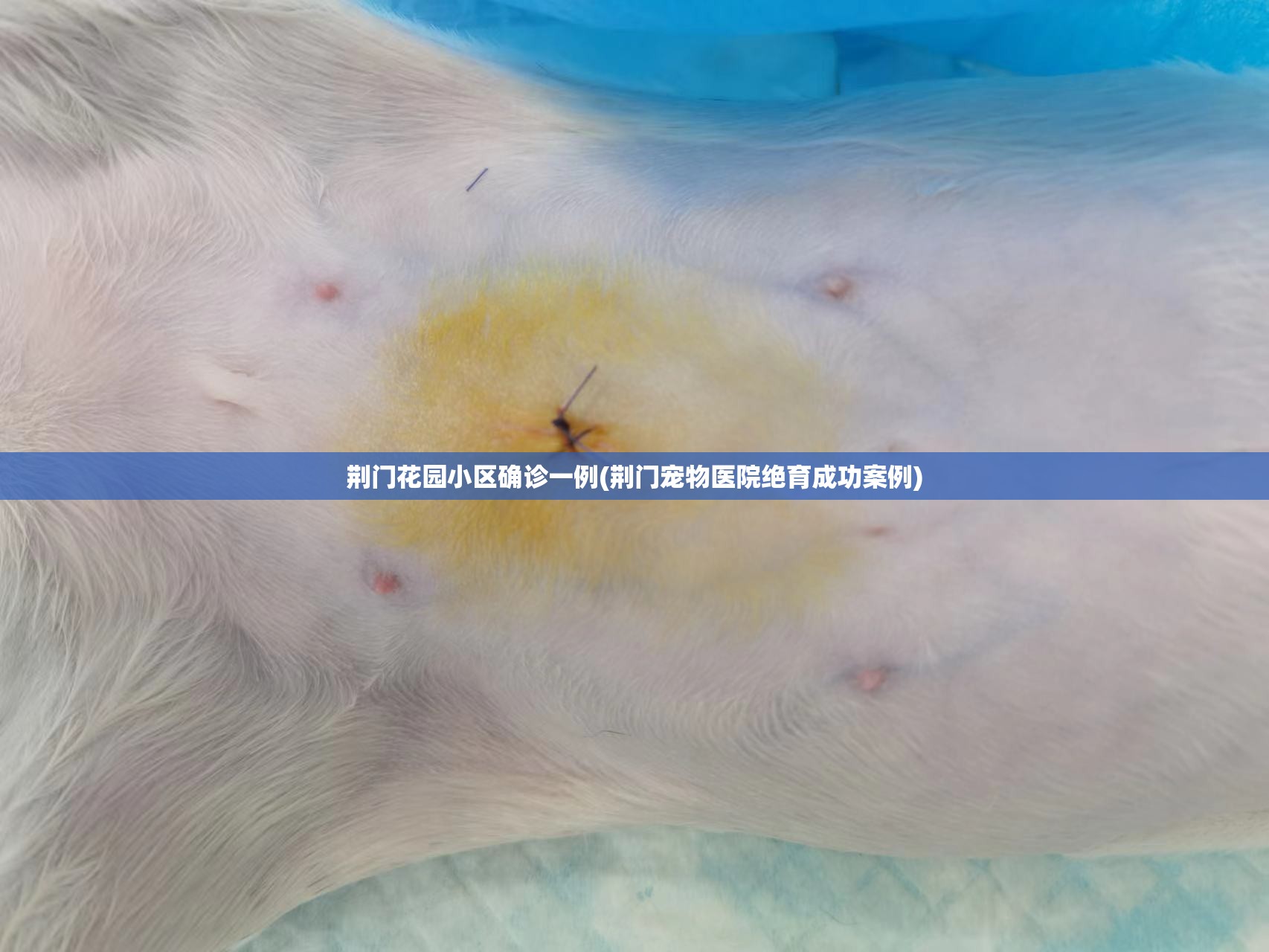 荆门花园小区确诊一例(荆门宠物医院绝育成功案例)