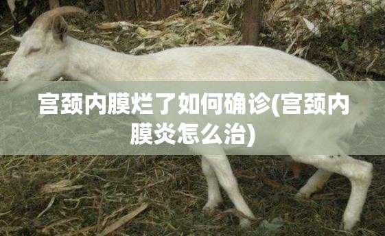 宫颈内膜烂了如何确诊(宫颈内膜炎怎么治)