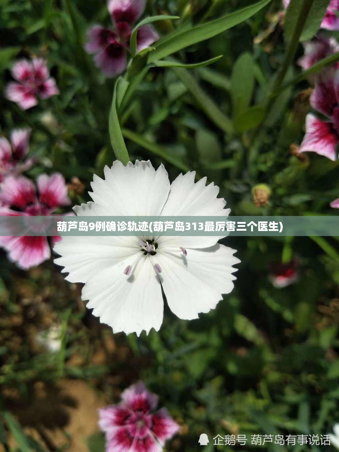 葫芦岛9例确诊轨迹(葫芦岛313最厉害三个医生)