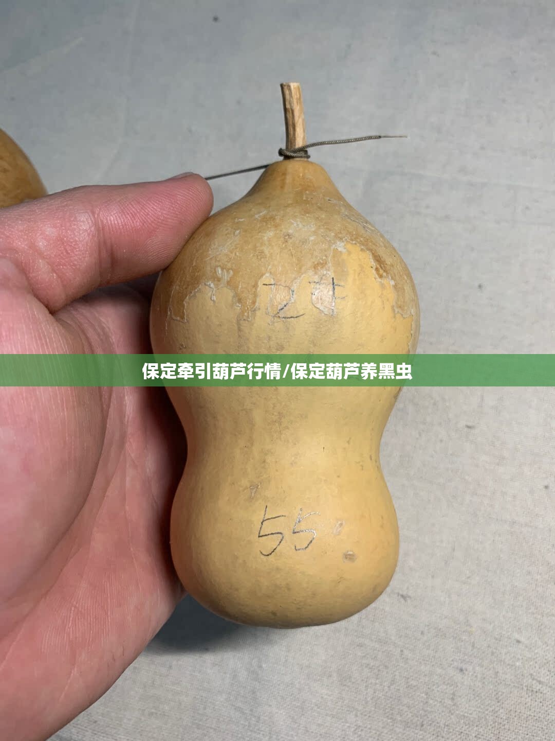 保定牵引葫芦行情/保定葫芦养黑虫 保定牵引葫芦行情/保定葫芦养黑虫