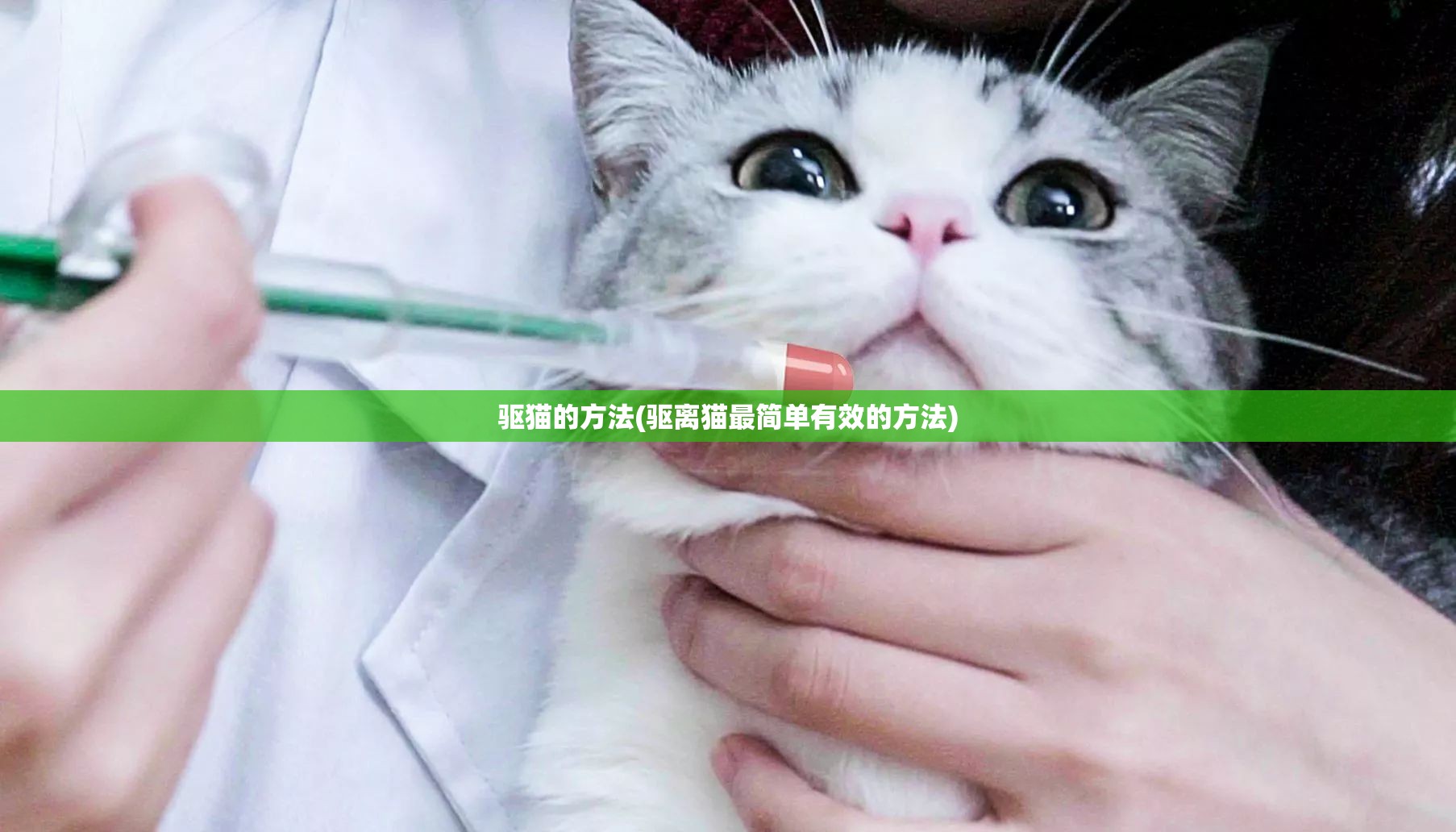 驱猫的方法(驱离猫最简单有效的方法)